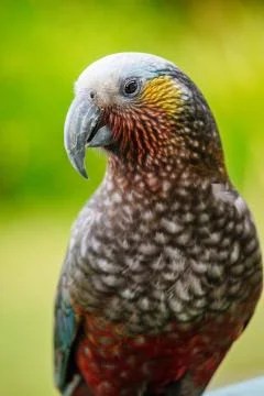 Native New Zealand Parrot Kea. High Resolution Image Stock Photos