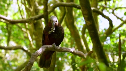 Native New Zealand parrot observed in Zealandia Eco Sanctuary Video stock 337785341