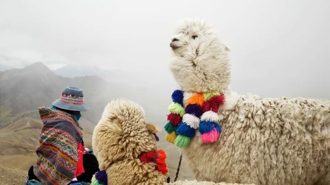  Native peruvian woman and llamas looking to the rainbow mountain, Peru Stock Footage 125282053