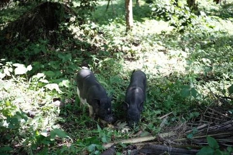 Native pigs Stock Photos