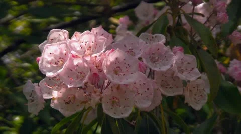 Native Pink Flowers in the Appalachian Mountains Stock Footage 12819651