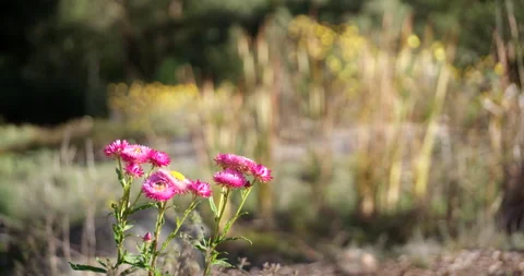 Native pink flowers, close up with pull focus Stock Footage
