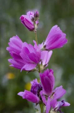 Native Pink- Meadow Checkermallow Stock Photos
