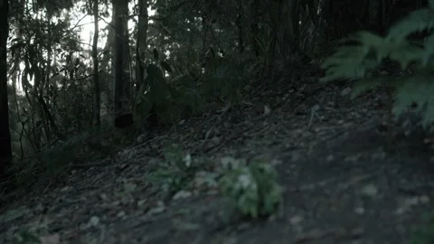 Native Plants and Forest Floor on Hillside in Sunshine Coast Hinterland, Austral Stock Footage 341296824