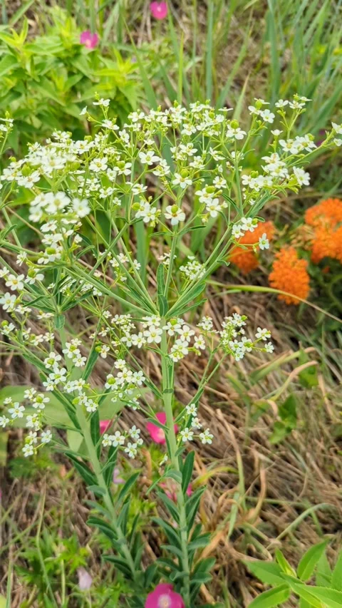 Native plants Stock Footage 300878202