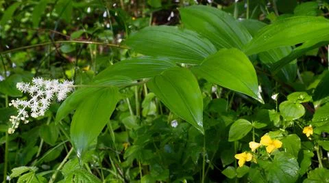Native Plants Stock Photos