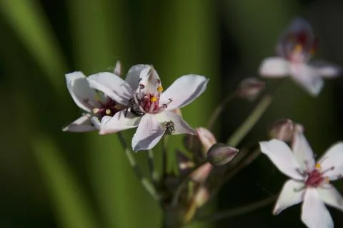 Native Pollinators Stock Photos