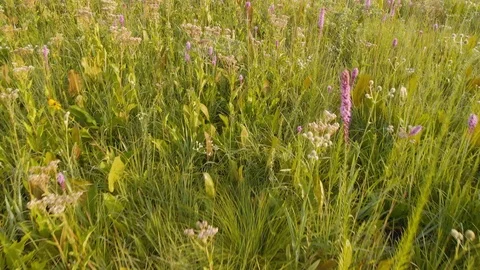 Native Prairie Fly Over Via Drone Video stock 93049464