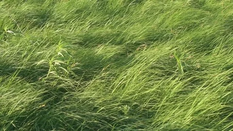 Native Prairie Grasses Blowing In Wind Slow Motion Stock Footage