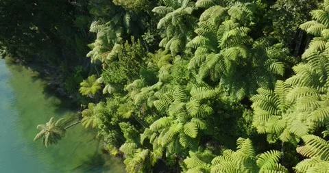 Native Punga palm trees along the shore of the Blue lake, Rotorua, Bay of Stock Footage 270514914
