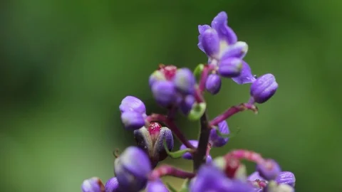 Native purple flower from the forest 库存影片 89778185
