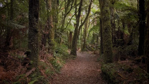 Native rainforest in New Zealand Vidéo 122525186