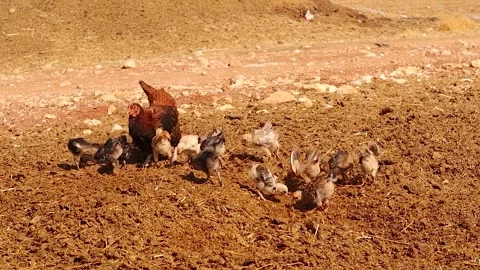 Native Range Chicken and Chicks. Organic Farming, Recycling, Sustainability Stock Footage 318540678