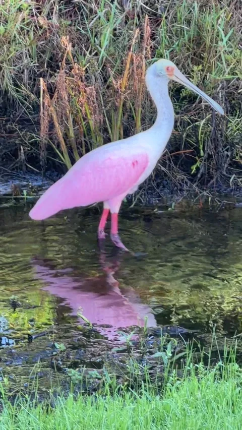 Native Roseate Spoonbill foraging along Muddy Lake margin. Vídeo Stock 345284807