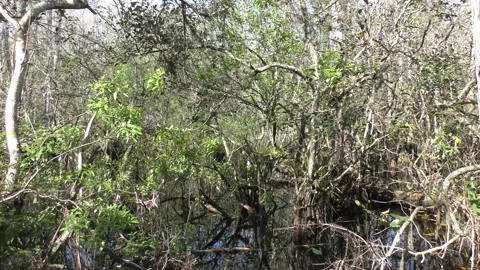 Native scenery from the Florida Everglades Stock Footage 148690000