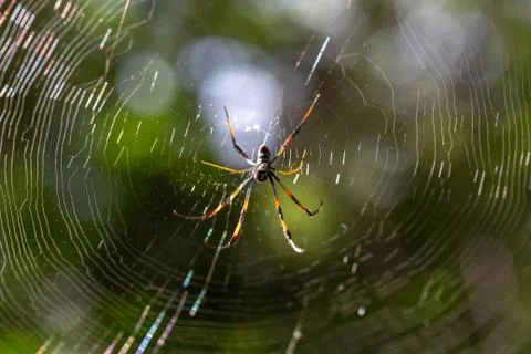 A native spider on its web in Madagascar Stock Photos