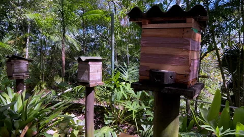 Native Stingless Bee Hives on the Morro da Urca Ecological Trail in Rio Stock Footage 328141397