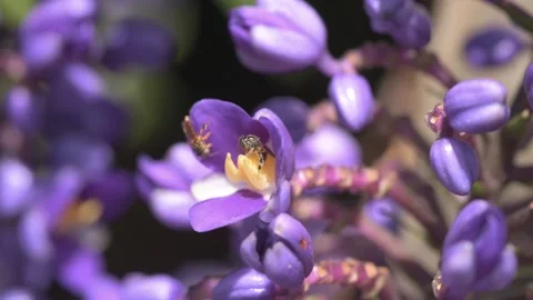 Native stingless bees pollinating a blue ginger blossom Stock Footage 209429897