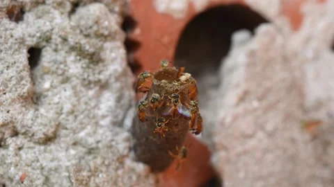 Native stingless bees (Tetragonisca angustula) in flight over the entrance Stock Footage 284811148