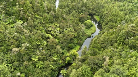 Native stream aerial with trees Stock Footage 159028890