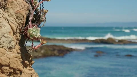 Native succulent grows on a rocky sea bluff in California Video stock 342092465