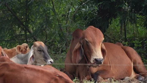 Native Thai cows in the countryside grasslands. Cows eat grass naturally. 스톡 동영상 287921722