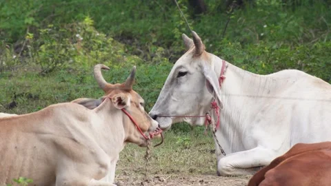 Native Thai cows in the countryside grasslands. Cows eat grass naturally. Stock Footage 287921723