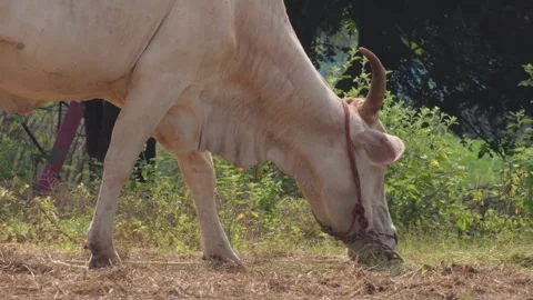 Native Thai cows in the countryside grasslands. Cows eat grass naturally. Stock Footage 287921926