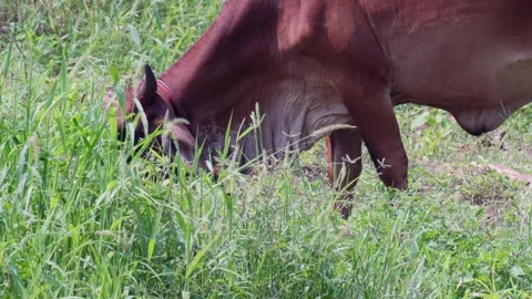 Native Thai cows in the countryside grasslands. Cows eat grass naturally. Stock Footage 287921941