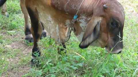Native Thai cows in the countryside grasslands. Cows eat grass naturally. Video stock 287921953