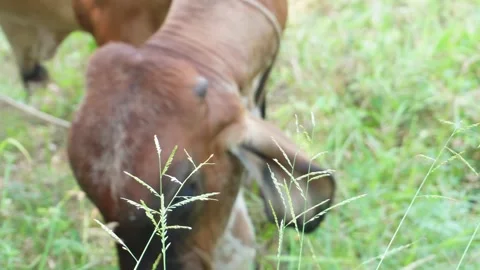 Native Thai cows in the countryside grasslands. Cows eat grass naturally. Video stock 287921963