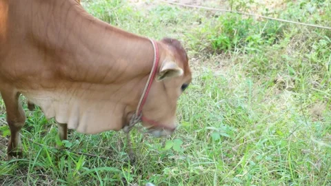 Native Thai cows in the countryside grasslands. Cows eat grass naturally. Stock Footage 287921987