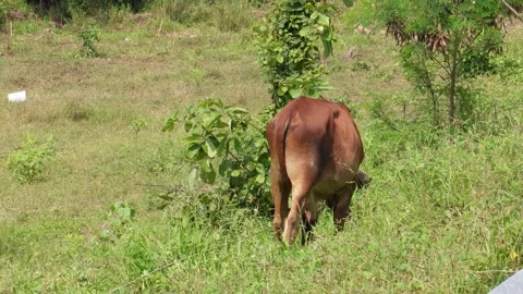 Native Thai cows in the countryside grasslands. Cows eat grass naturally. Stock Footage 287921995