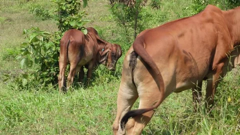 Native Thai cows in the countryside grasslands. Cows eat grass naturally. Stock Footage 287922196
