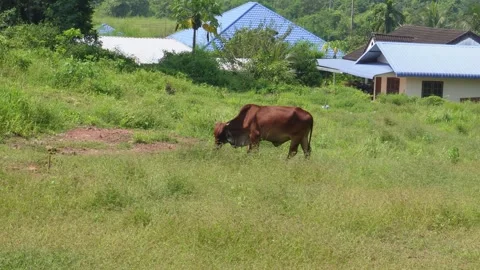 Native Thai cows in the countryside grasslands. Cows eat grass naturally. Stock Footage 287922247
