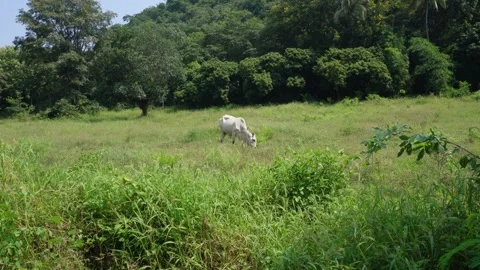 Native Thai cows in the countryside grasslands. Cows eat grass naturally. Video stock 287922352