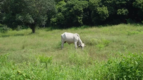 Native Thai cows in the countryside grasslands. Cows eat grass naturally. Stock Footage 287922355