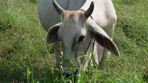 Native Thai cows in the countryside grasslands. Cows eat grass naturally. Stock Footage 287922357
