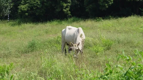 Native Thai cows in the countryside grasslands. Cows eat grass naturally. 스톡 동영상 287922363