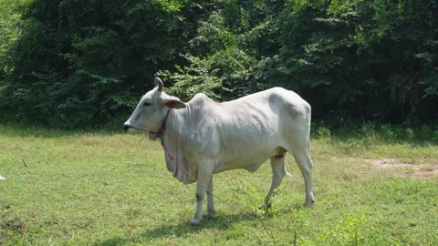 Native Thai cows in the countryside grasslands. Cows eat grass naturally. 스톡 동영상 287922407