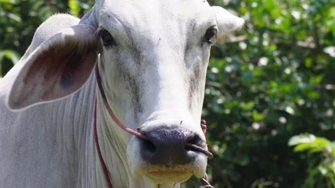 Native Thai cows in the countryside grasslands. Cows eat grass naturally. 스톡 동영상 287922490