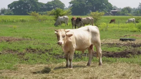 Native Thai cows in the countryside grasslands. Cows eat grass naturally. Stock Footage 287922559