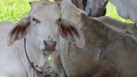 Native Thai cows in the countryside grasslands. Cows eat grass naturally. Stock Footage 287922564