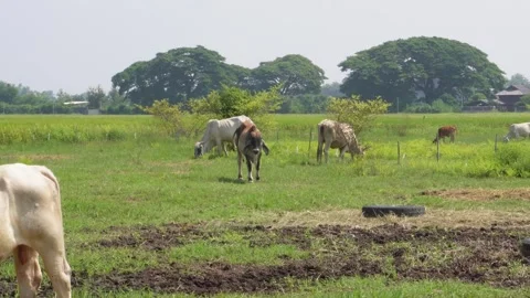 Native Thai cows in the countryside grasslands. Cows eat grass naturally. Stock Footage 287922567