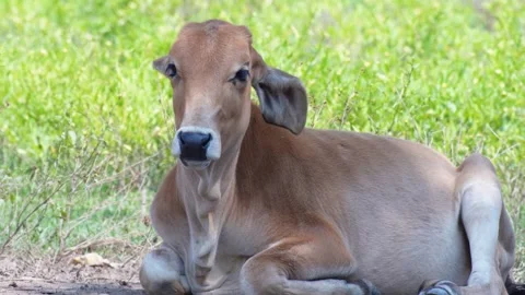 Native Thai cows in the countryside grasslands. Cows eat grass naturally. 스톡 동영상 287922816