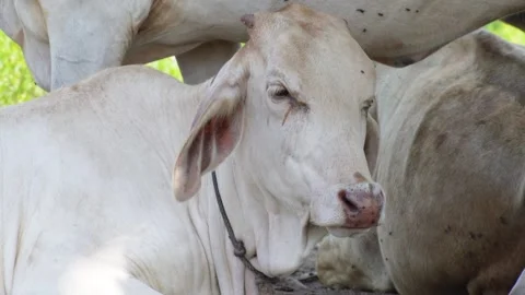 Native Thai cows in the countryside grasslands. Cows eat grass naturally. 스톡 동영상 287922831