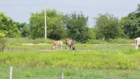Native Thai cows in the countryside grasslands. Cows eat grass naturally. Video stock 287922912