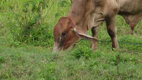 Native Thai cows in the countryside grasslands. Cows eat grass naturally. Stock Footage 287922916