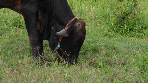 Native Thai cows in the countryside grasslands. Cows eat grass naturally. Stock Footage 287922925
