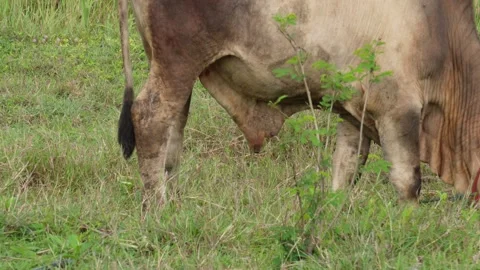Native Thai cows in the countryside grasslands. Cows eat grass naturally. Stock Footage 287922984